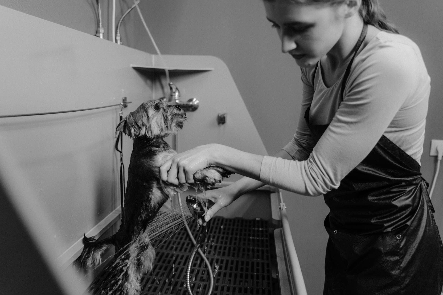 Pet-Safe Cleaning: A Guide to a Happy and Healthy Home